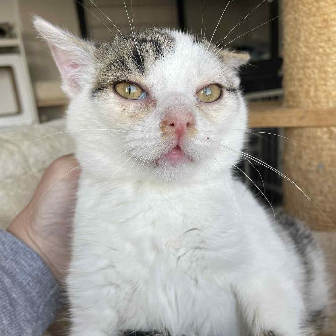 Veterinární péče