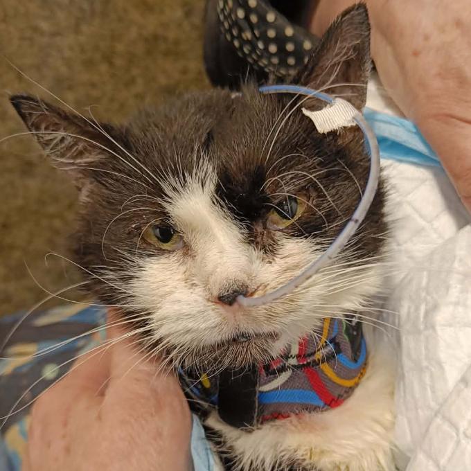 Léčení kočičky Ronynky