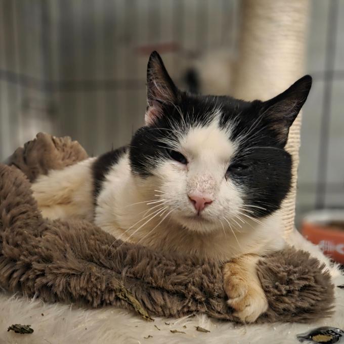 Pomoc s úhradou faktury za veterinární ošetření kočiček