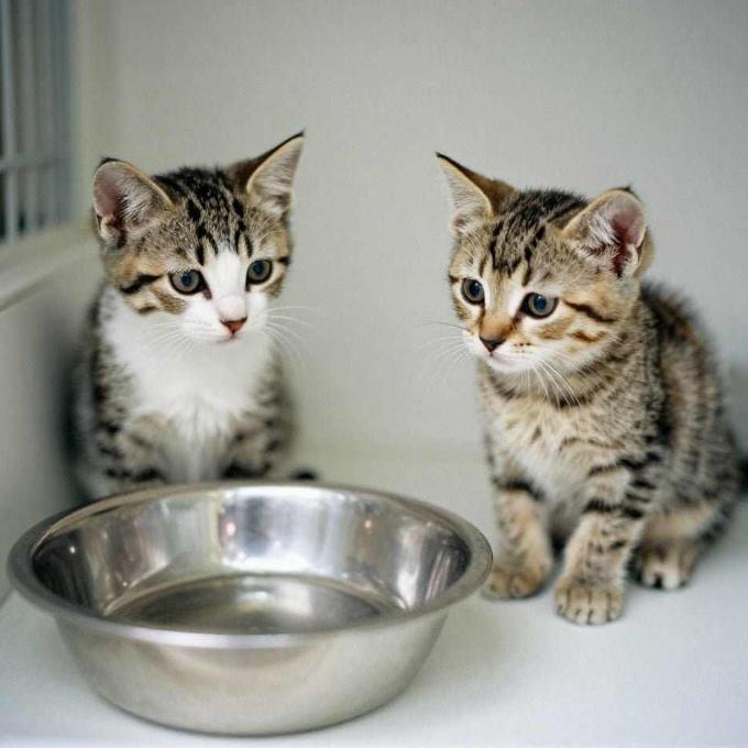 KRMIVO PRO KOŤÁTKA