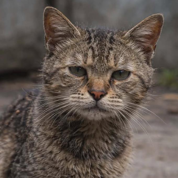 Bez červíků a blešek