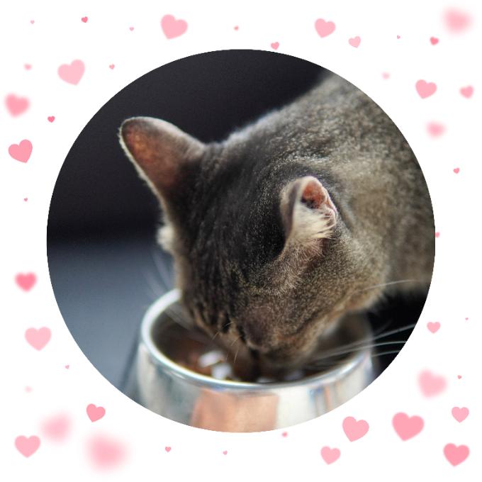 Valentýnská nadílka konzerv pro útulkáčky