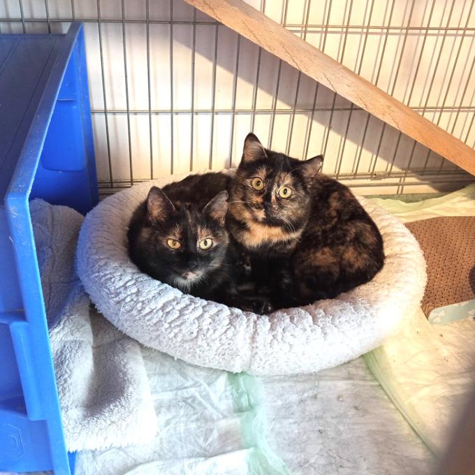 čkovací vakcíny pro kočičáky - nováčky od Fredíka