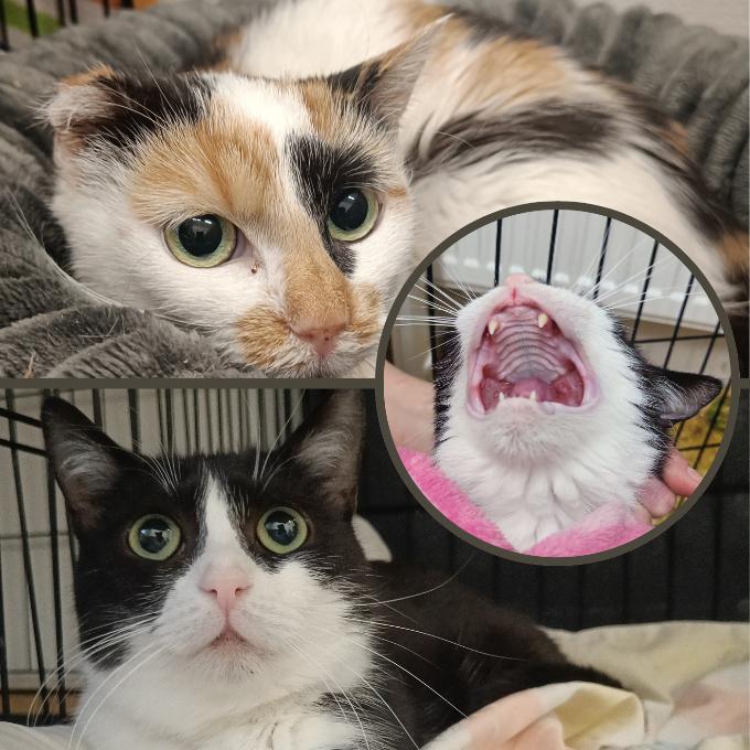 KONTROLA EMILKY A LÉČBA SUNNY A EMILKY