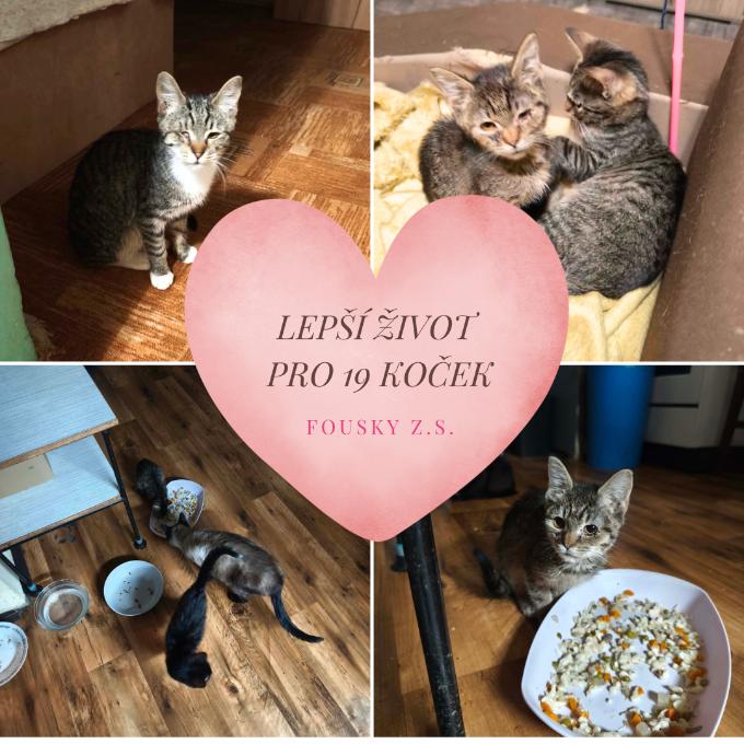 Lepší život pro 19 koček