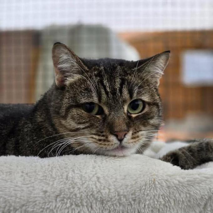 Testování koček na FIV, FeLV, panleukopenii a giardie