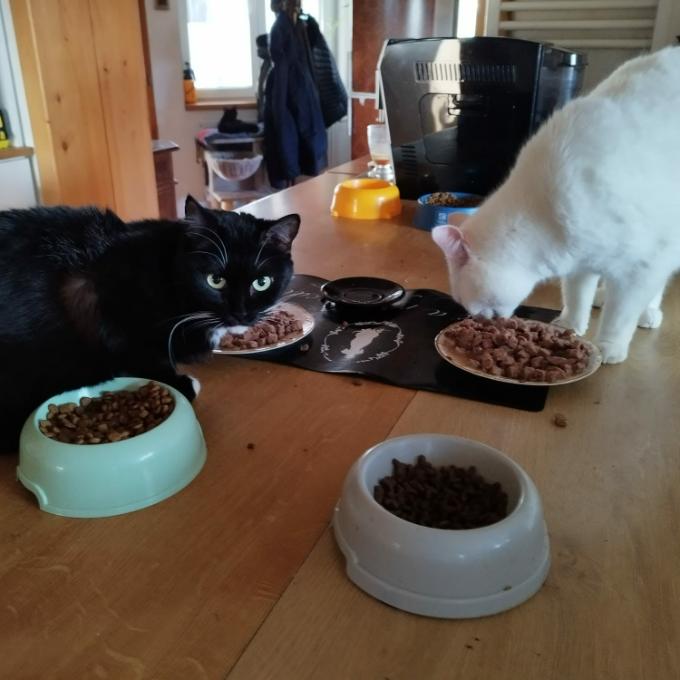 Granule pro hladové kočičky