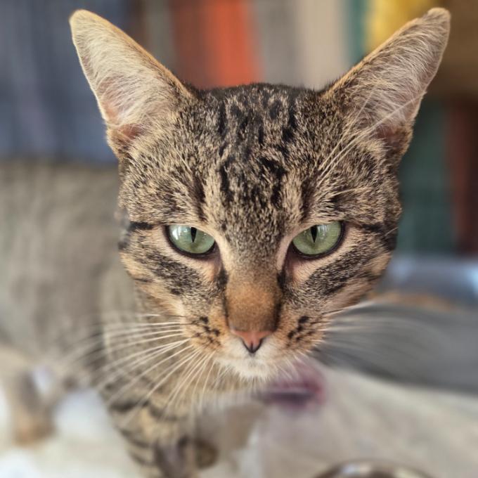 Antiparazitika: Ulevme kočičkám z ulice!