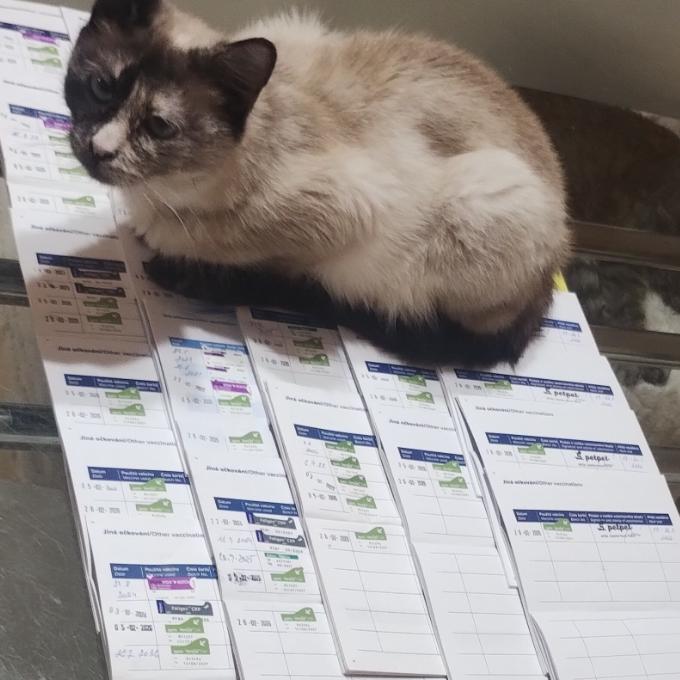 Příspěvek na očkování a testy Fiv/Felv