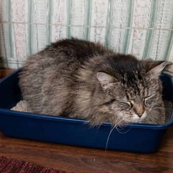 Pomozte Chlupince zbavit se bolesti