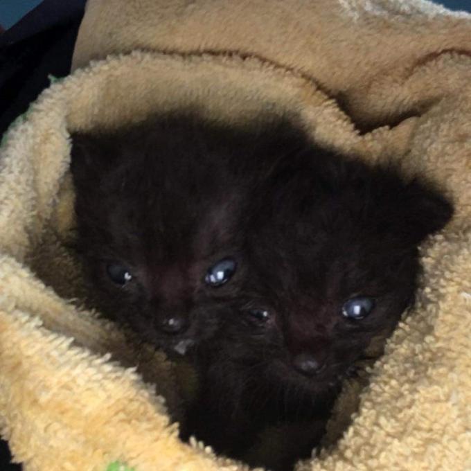 Vyhřívací podložky