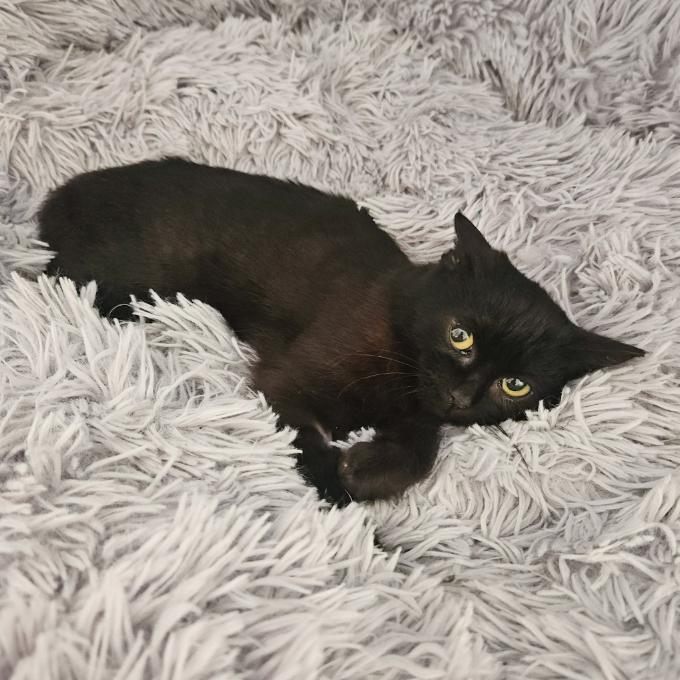 Gastro pomoc pro Majkyho