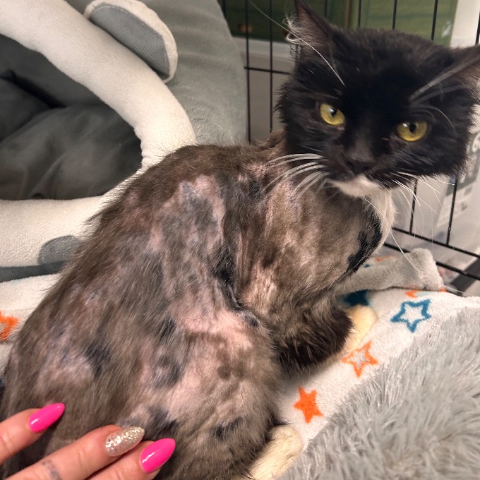 Spokojená bříška