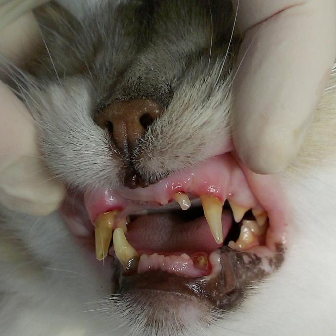 Čištění a trhání zoubků