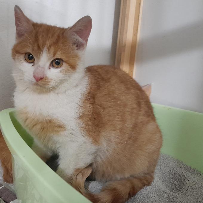 Diety pro kočičí klienty