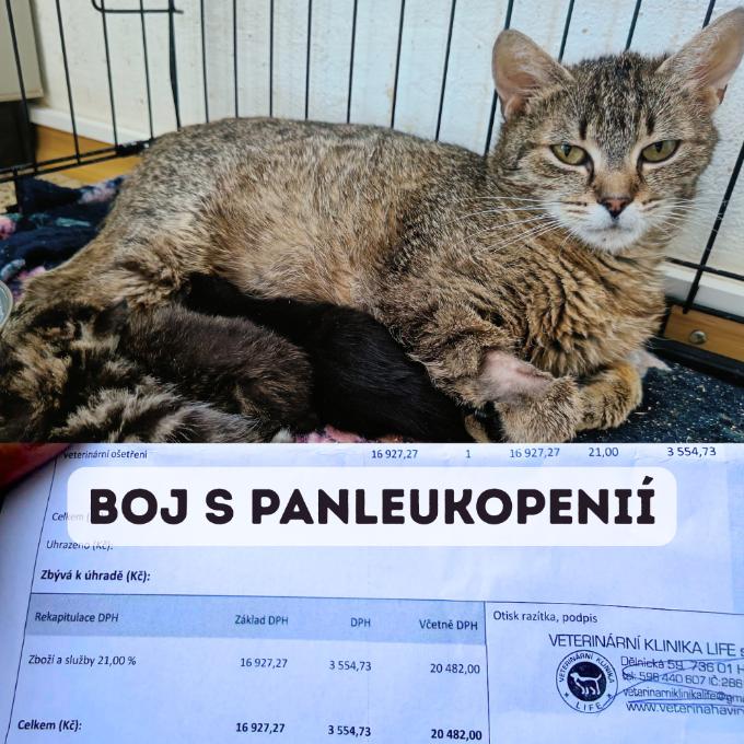 Boj Pandory s panleukopenií