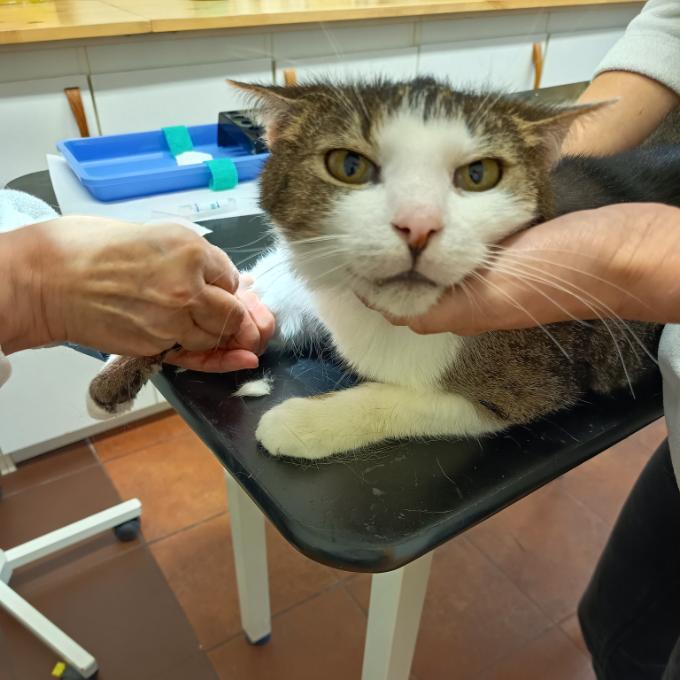 Veterinární péče