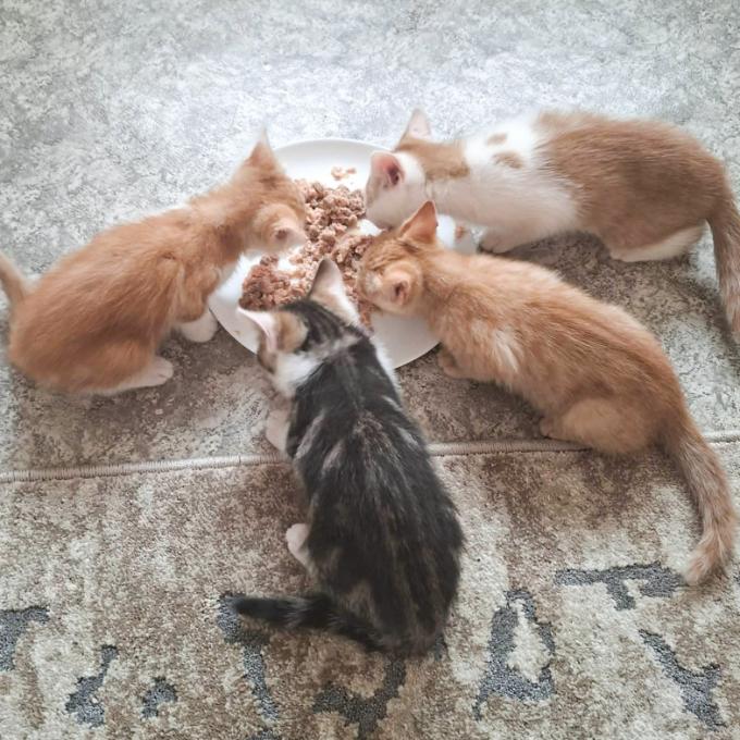 Pomoc pro koťátka
