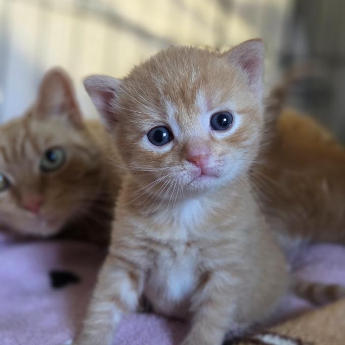 SOS Pomoc s doplacením faktury za veterinární ošetření kočiček