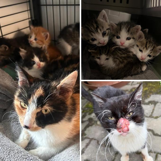 Veterinární náklady