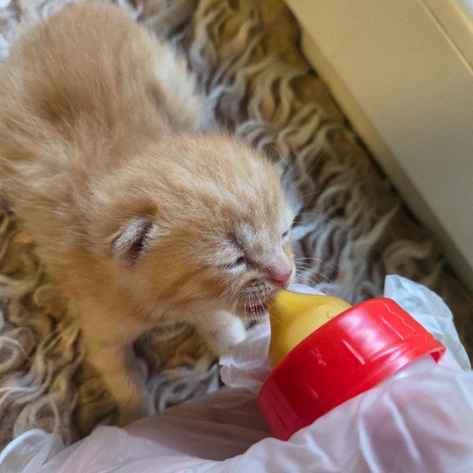 Pomoc s úhradou faktury za veterinární ošetření kočiček