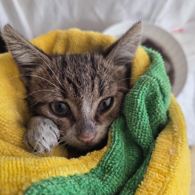 Pomoc s úhradou faktury za veterinární ošetření kočiček