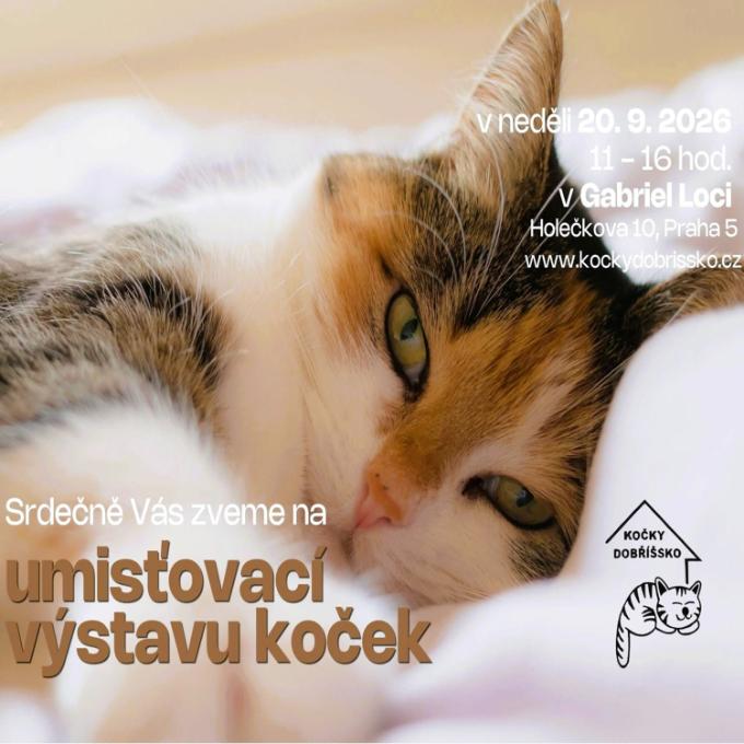 FB reklama na umisťovací výstavu koček