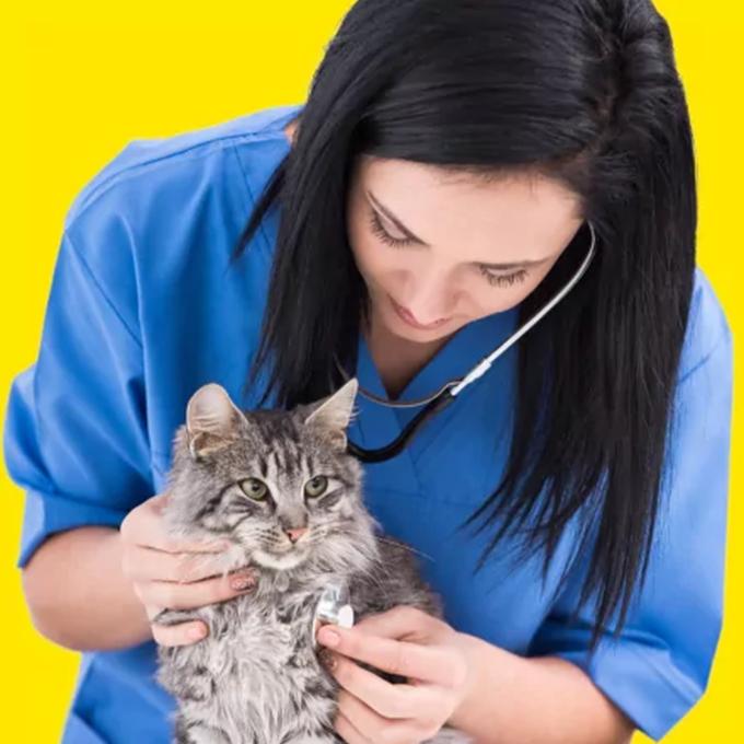 Veterinární péče pro sezemické kočičky
