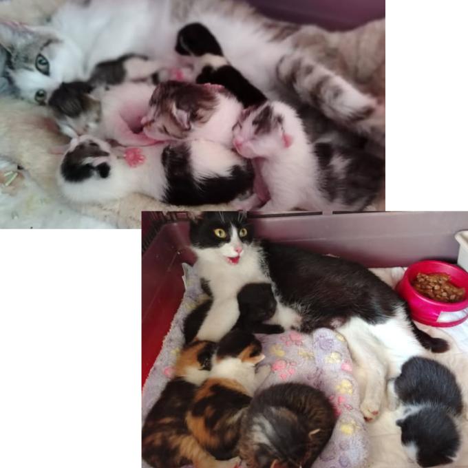 Péče pro Šmoulinku, Sisinku a jejich 11 miminek