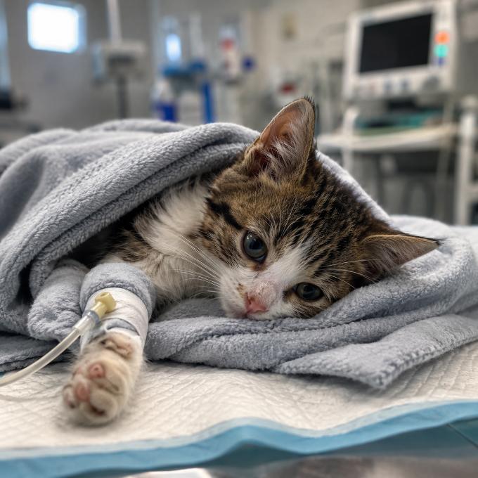 POMŮŽETE NÁM UHRADIT DLUH NA VETERINĚ?