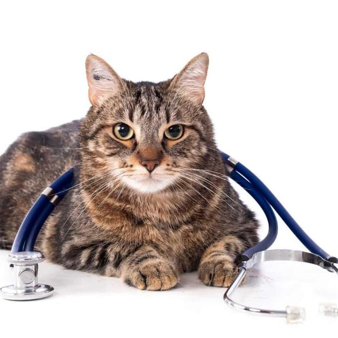 Veterinární ošetření pro kočky z Fridy