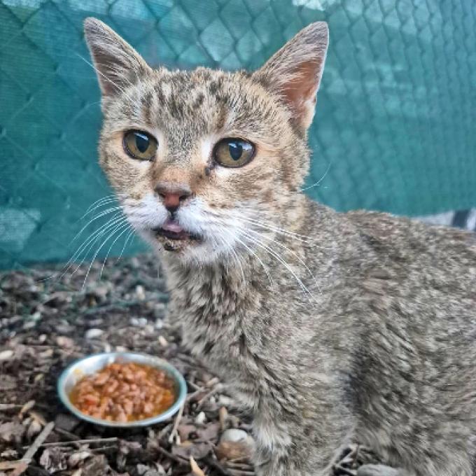 Pomozte Lidušce uhradit veterinární péči