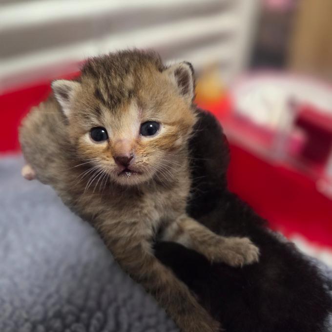 Pomoc s úhradou faktury za veterinární ošetření kočiček