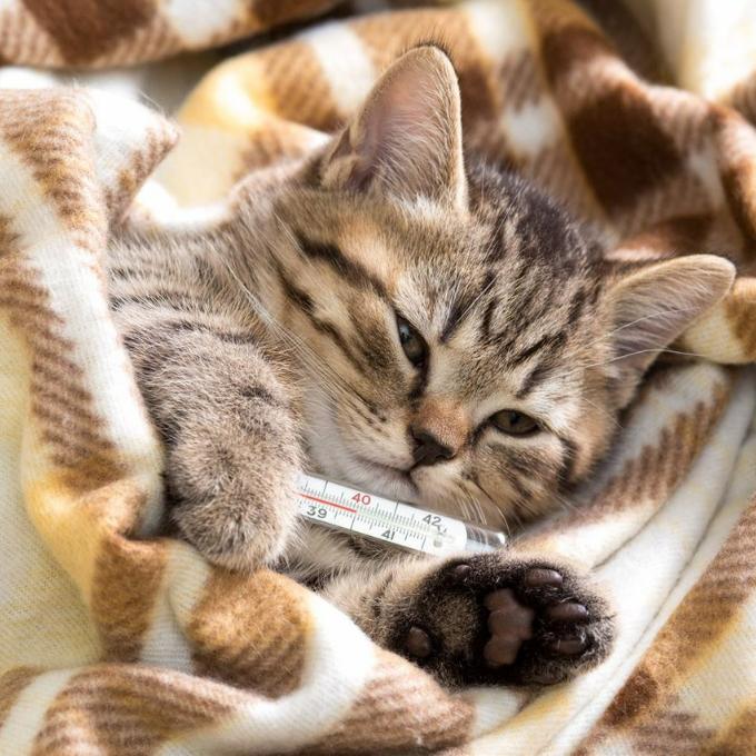 Pomoc s úhradou veterinárních nákladů