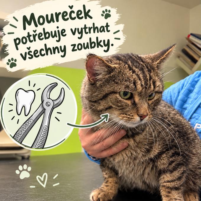 Operace zoubků pro Mourečka