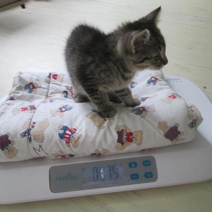 Váha na koťátka