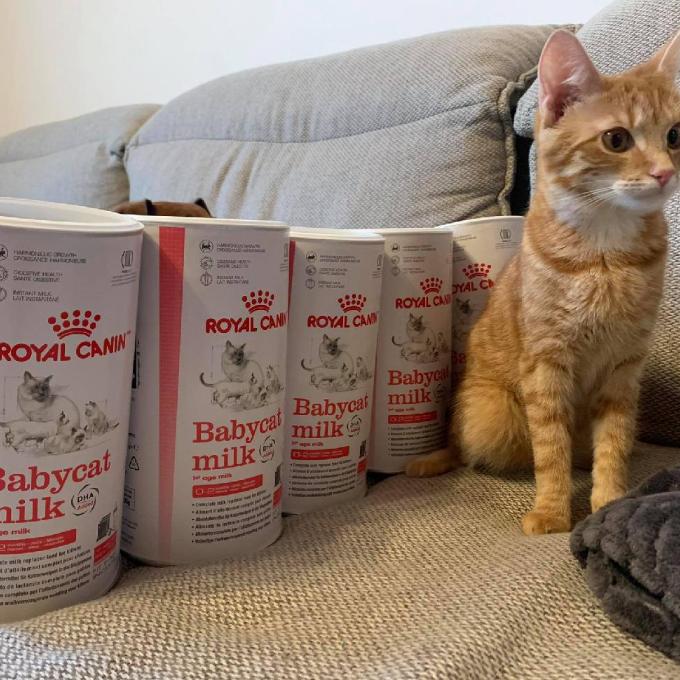 Royal Canin mléko pro kočičí mimina