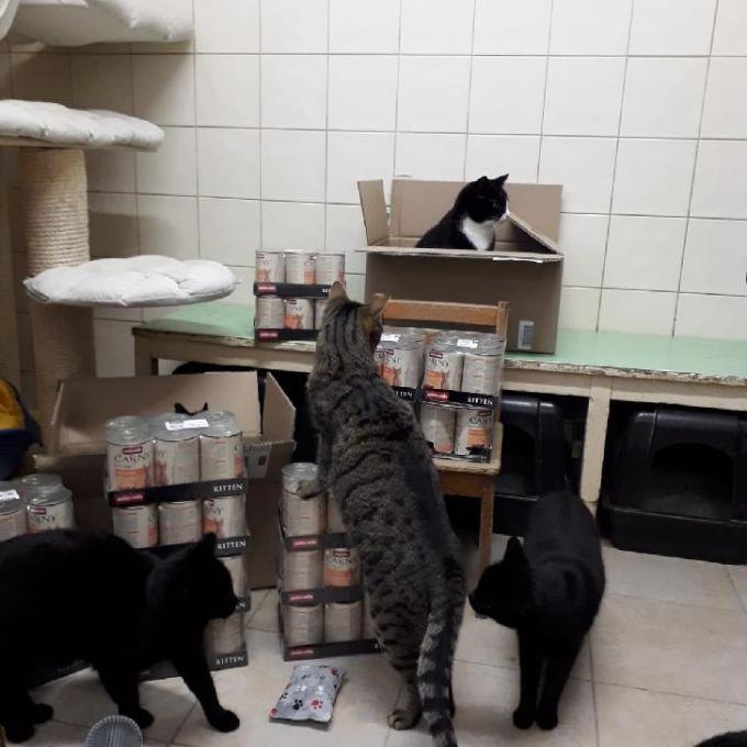 Konzervy pro bohnické kočičáky