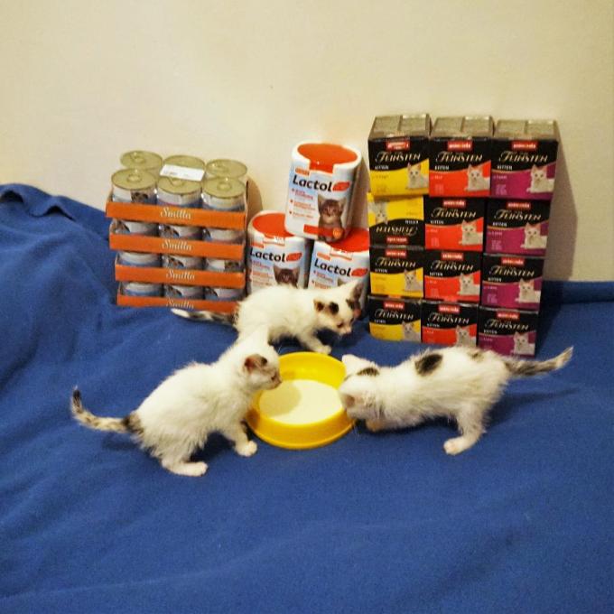 Kvalitní krmení pro nejmenší koťata