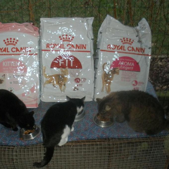 GRANULE ROYAL CANIN