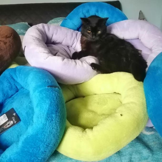 Pelíšky