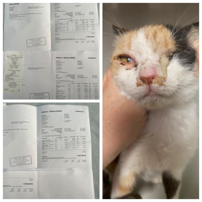 Veterinární péče