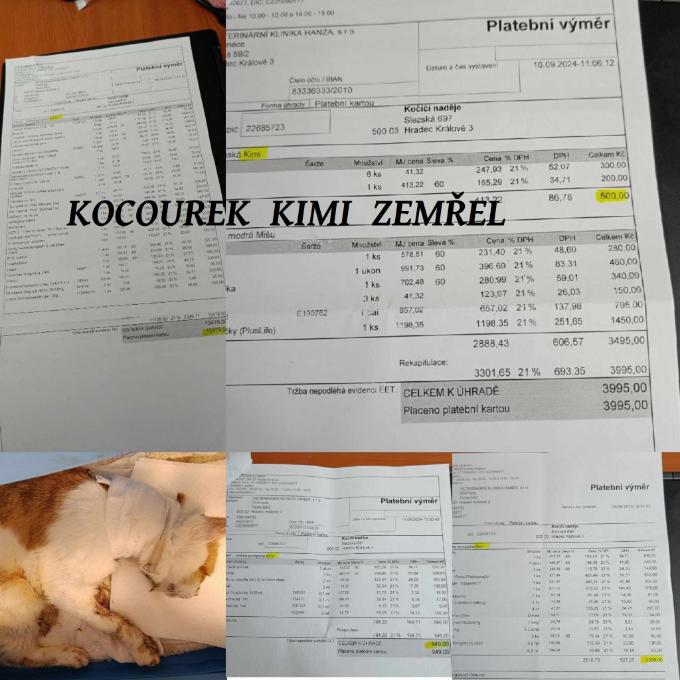 Operace a léčba kocourka Kimiho