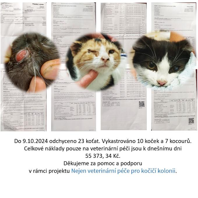 Nejen veterinární péče pro kočičí kolonii