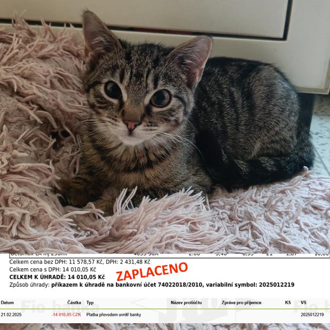 Veterinární péče - úhrada faktury