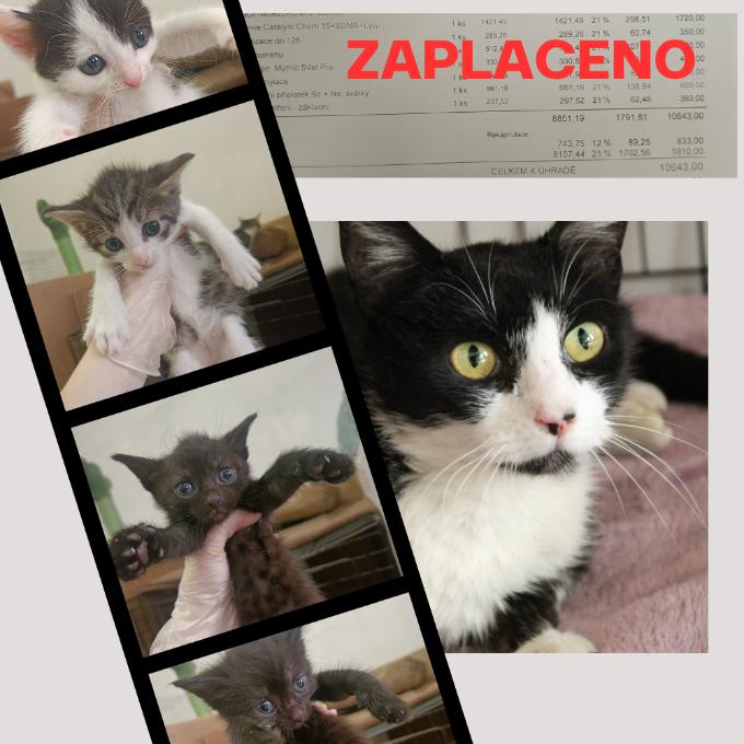 Veterinární péče - Jůlinka na hospitalizaci
