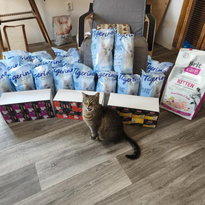 15 koťátek v Cool Critters