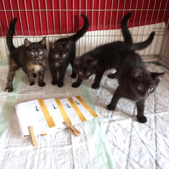 4. VP očkování pro mrňata