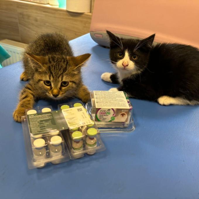 Očkování pro koťata