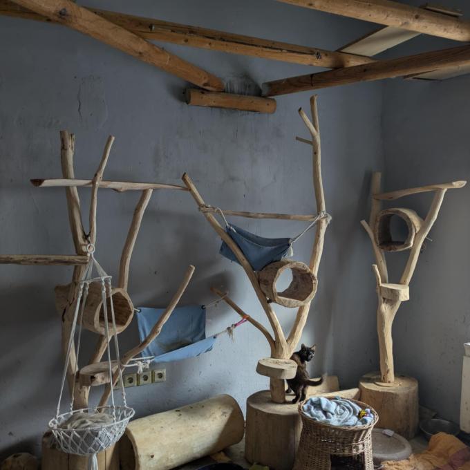 Tři kočičí stromy